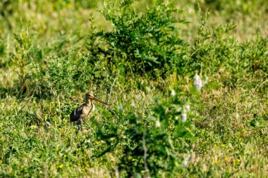 Tuna Deltasında Kara Kuyruklu bir Godwit
