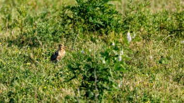 Tuna Deltasında Kara Kuyruklu bir Godwit