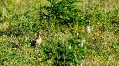 Tuna Deltasında Kara Kuyruklu bir Godwit