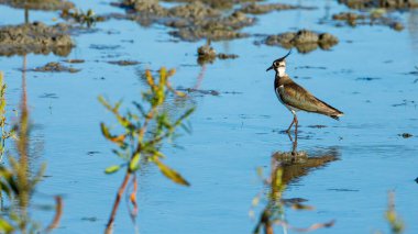 A Lapwing in the swamps of the Danube Delta clipart