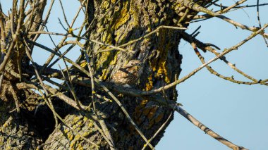 Ağaçta küçük bir baykuş