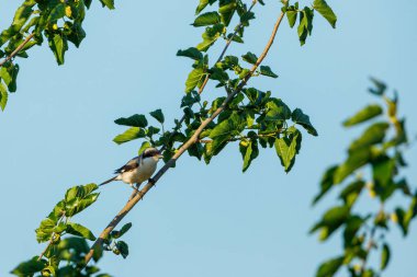 Tuna Deltasında Daha Az Gri Bir Örümcekkuşu