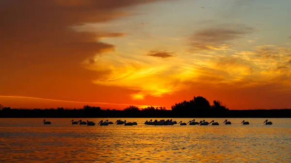 Sunrise with pelican in the Danube Delta in romania