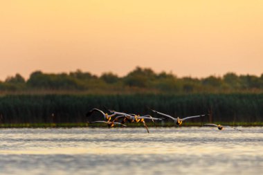 pelicans in the Danube Delta at sunrise in romania