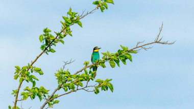 Bee Eater in the Danube Delta in Romania
