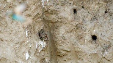 A Little Owl at a rock face