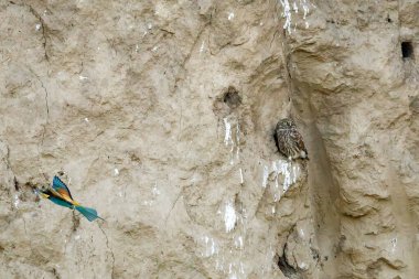 A Little Owl at a rock face