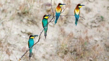 Bee Eater in the Danube Delta in Romania
