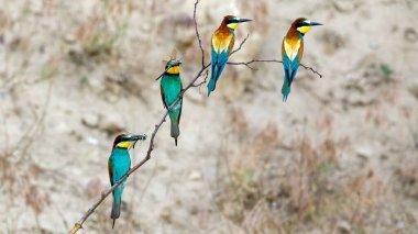 Bee Eater in the Danube Delta in Romania