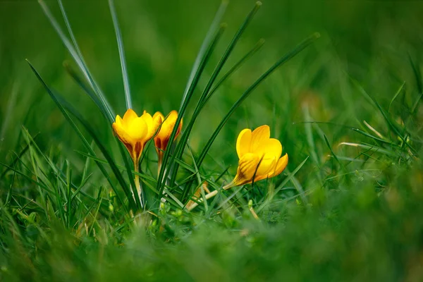 stock image Blooming Crocus Flowers in a meadow