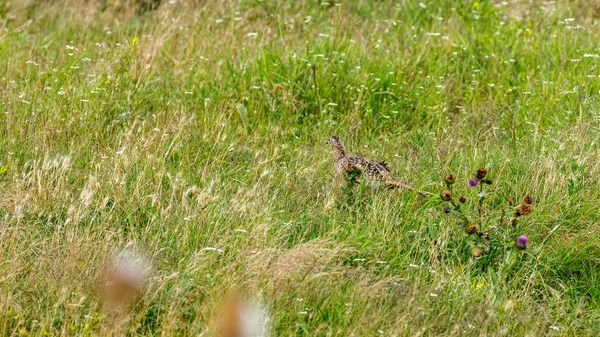 多瑙河三角洲草原上的野鸡 — 图库照片