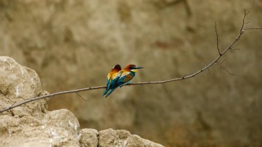 Colorful Bee Eater in the Danube Delta