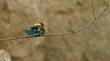 Colorful Bee Eater in the Danube Delta