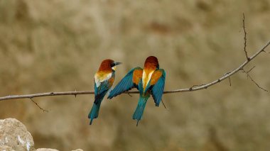 Colorful Bee Eater in the Danube Delta