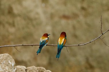 Colorful Bee Eater in the Danube Delta