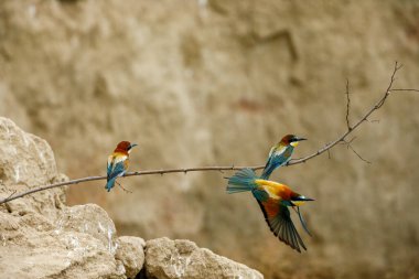 Colorful Bee Eater in the Danube Delta