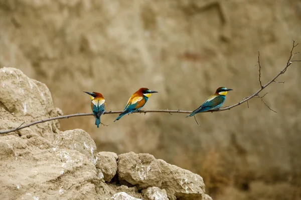 Colorful Bee Eater Danube Delta — Stock Photo, Image