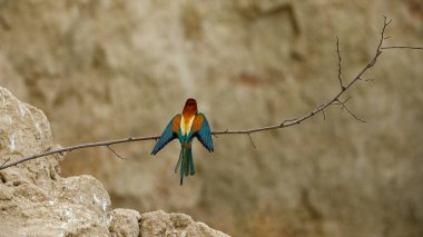 Colorful Bee Eater in the Danube Delta