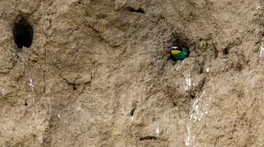 Colorful Bee Eater in the Danube Delta