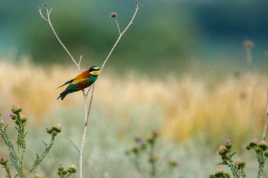 Colorful Bee Eater in the Danube Delta