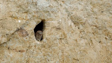 Romanya 'nın Tuna Deltası' ndaki Mağarada Küçük Baykuşlar