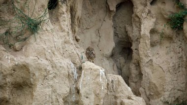 Romanya 'nın Tuna Deltası' ndaki Mağarada Küçük Baykuşlar