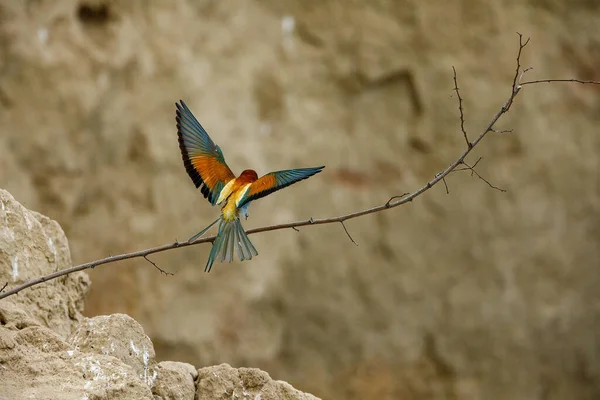 Colorful Bee Eater Danube Delta — Photo