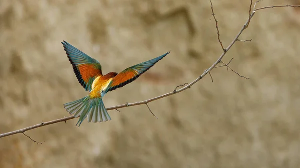 Colorful Bee Eater Danube Delta — Photo