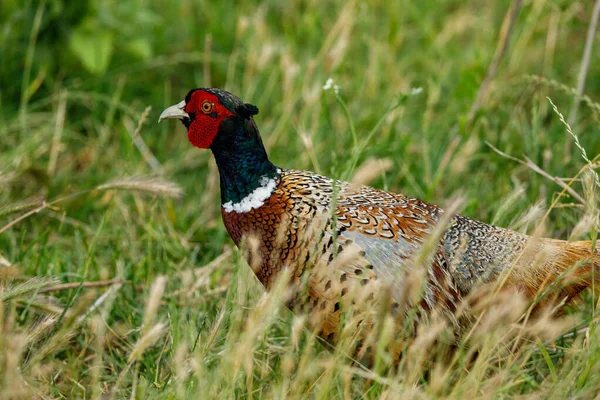 Wild Pheasant Grassland Danube Delta — Stock Photo, Image