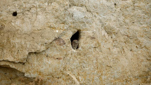 Совы Пещере Дельте Дуная Румынии — стоковое фото