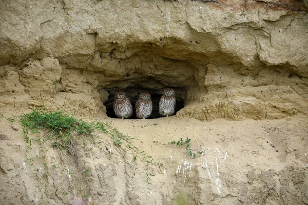 Piccoli Gufi Una Grotta Nel Delta Del Danubio Romania — Foto Stock