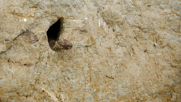 Pequenas Corujas Numa Caverna Delta Danúbio Roménia — Fotografia de Stock
