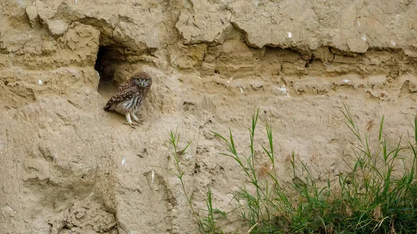 stock image The Little Owls in a Cave in the Danube Delta of Romania