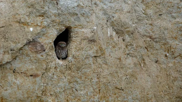 Pequenas Corujas Numa Caverna Delta Danúbio Roménia — Fotografia de Stock