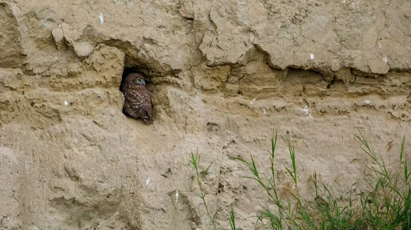 ルーマニアのドナウデルタの洞窟の小さなフクロウ — ストック写真