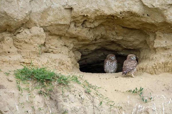 The Little Owls in a Cave in the Danube Delta of Romania