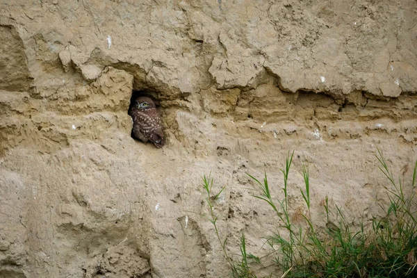 stock image The Little Owls in a Cave in the Danube Delta of Romania