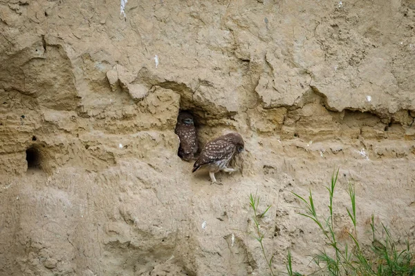ルーマニアのドナウデルタの洞窟の小さなフクロウ — ストック写真