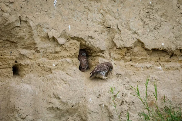 罗马尼亚多瑙河三角洲洞穴中的小猫头鹰 — 图库照片