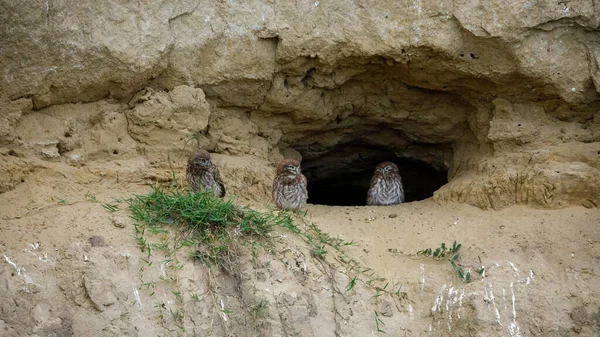 Les Petits Hiboux Dans Une Grotte Delta Danube Roumanie — Photo