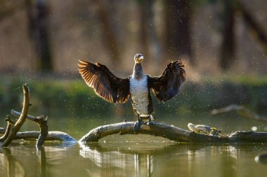 Werra Nehri 'nin vahşi doğasında karabatak.