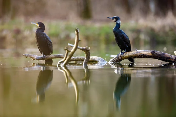 Cormoran Dans Nature Sauvage Rivière Werra — Photo