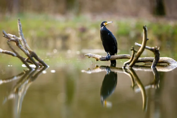 Cormoran Dans Nature Sauvage Rivière Werra — Photo
