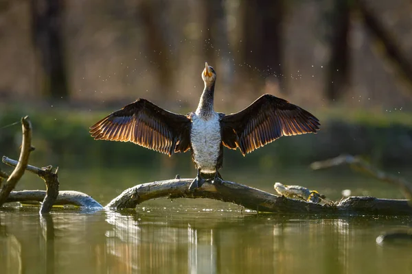 Cormoran Dans Nature Sauvage Rivière Werra — Photo