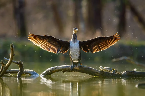 stock image Cormorant in wilderness of the Werra River