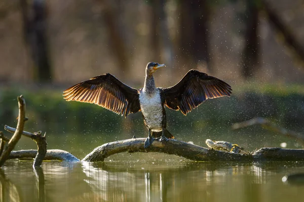 stock image Cormorant in wilderness of the Werra River