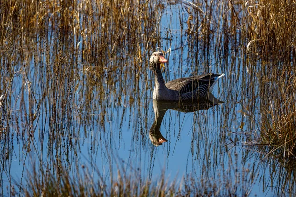 Wild Goose Swamps Fog Werra River — Foto de Stock