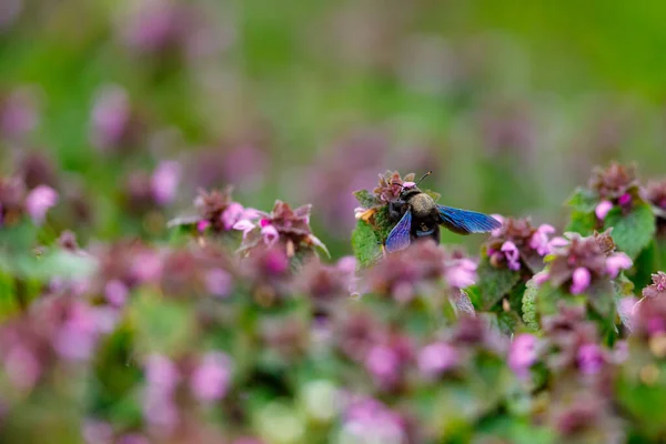 Большая Синяя Плотничья Пчела — стоковое фото