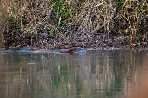 stock image A eurasien beaver in the wild