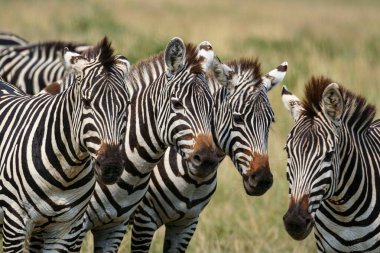 Masai Mara 'da zebralar